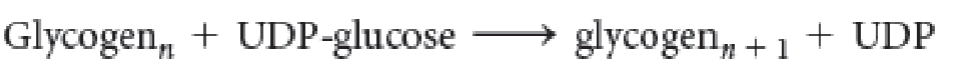 <p>Is this net reaction showing glycogen synthesis or degradation?</p>