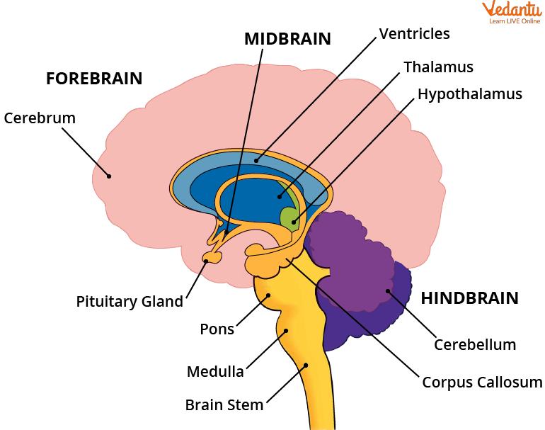 <p>Midbrain </p>