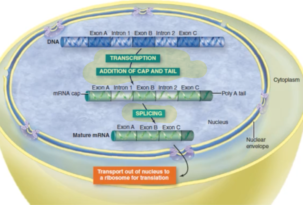 <p>After transcription and RNA processing</p>