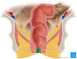 <p>anal canal</p>
