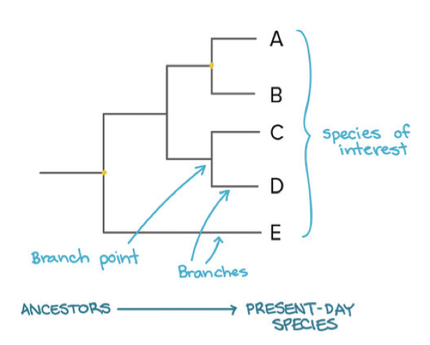 <p>a branching diagram that represents a hypothesis about the evolutionary history of a group of organisms</p>