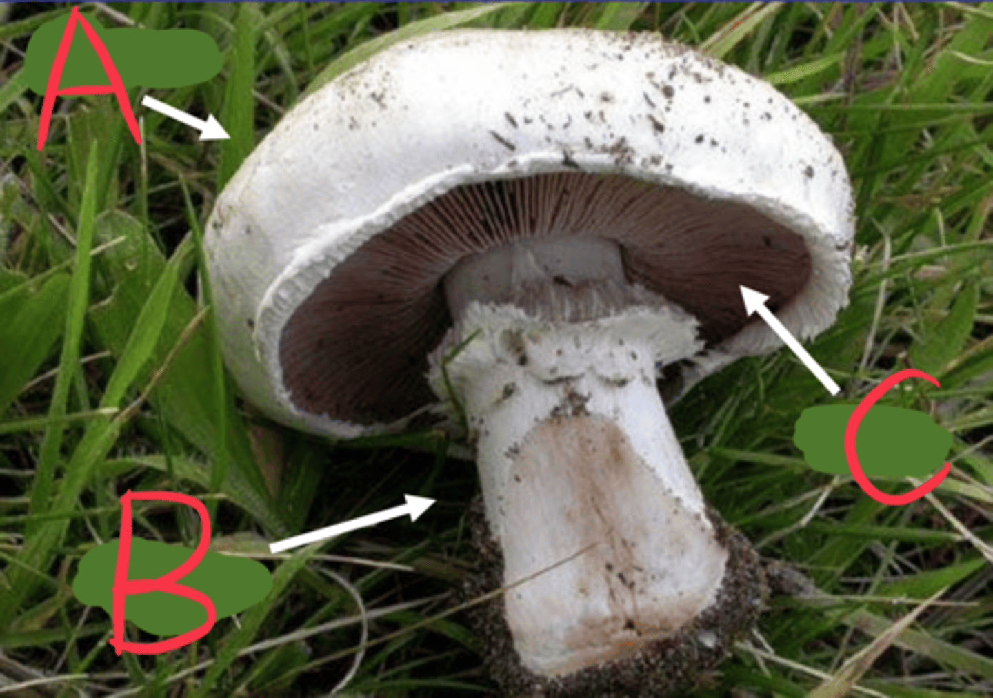 <p>A</p><p>cap of mushroom</p>
