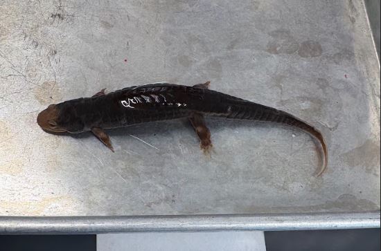 <p>Desmognathus quadramaculatus. Plethodontidae. </p>