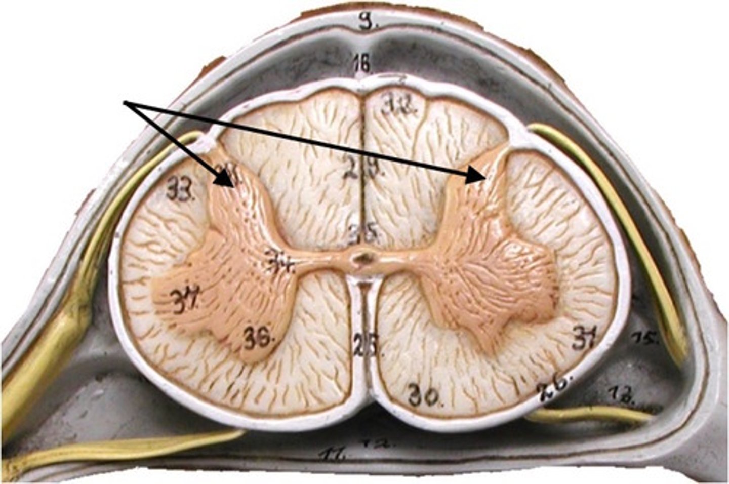 <p>Part of the spinal cord that contain interneurons that receive sensory information from sensory neurons; gray matter</p>