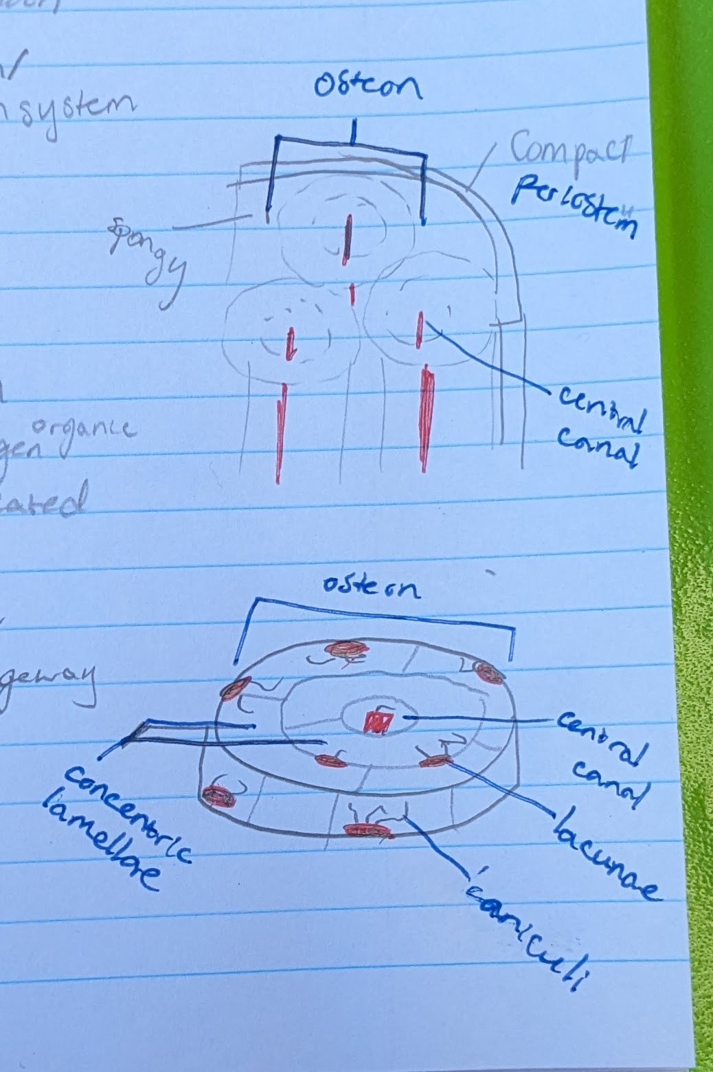 <p>in center of each osteon</p><p>allows blood vessel and nerve</p>