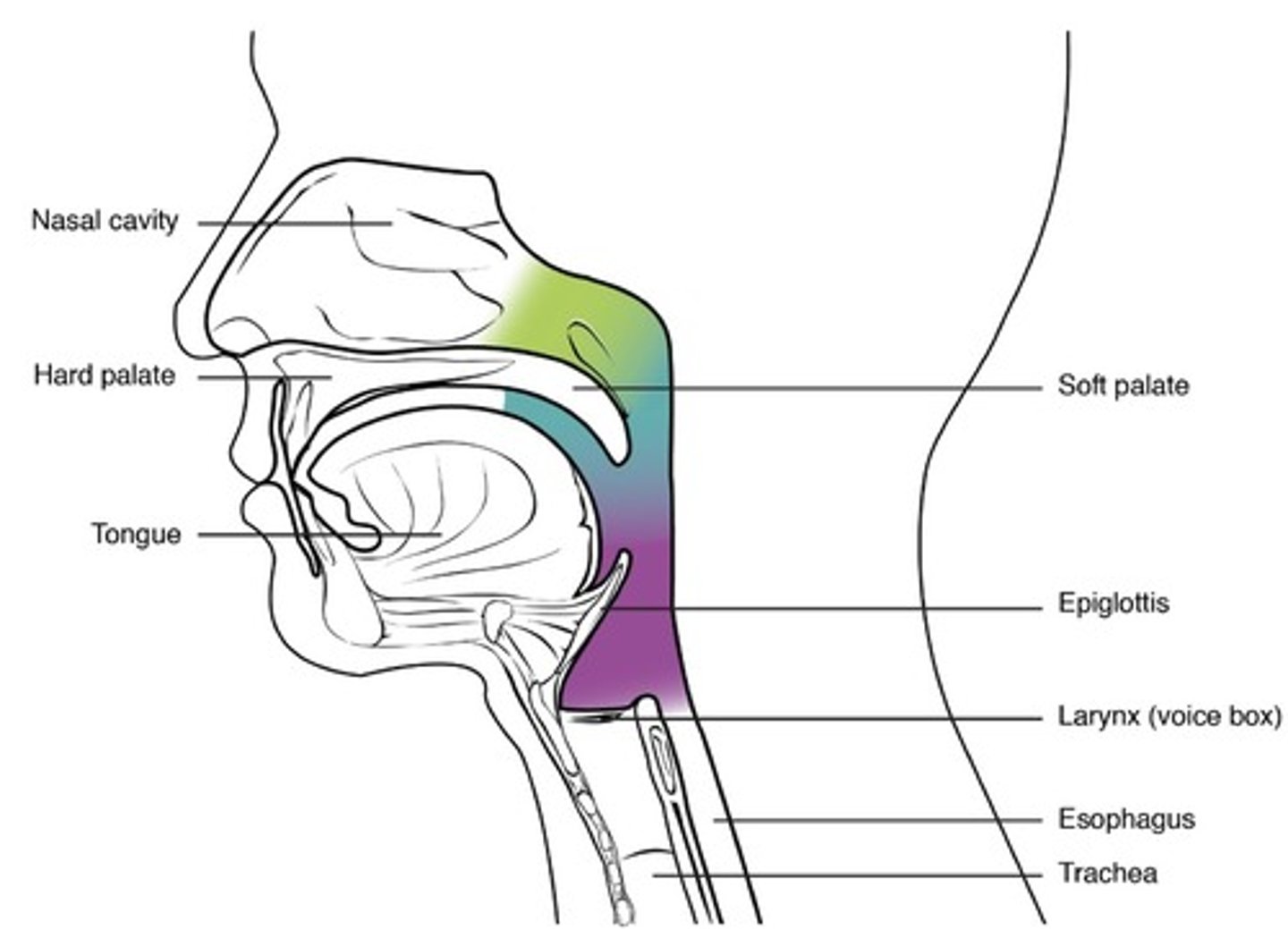<p>nasopharynx</p>