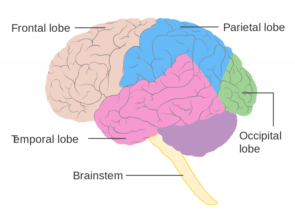 <p>stimulus : chemicals </p><p>receptor : taste buds</p><p>Processed : gustatory cortex ( frontal lobe ) </p><p></p>