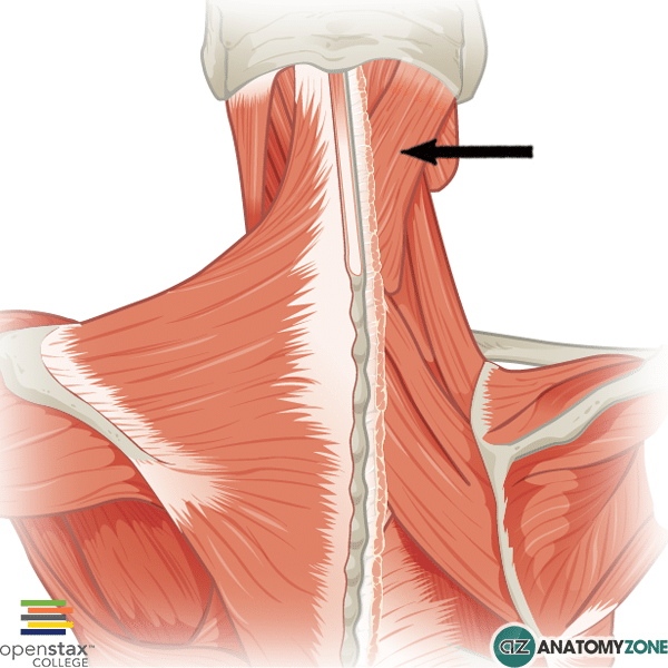 <p><span>extends the neck, cervical spinal N</span></p>