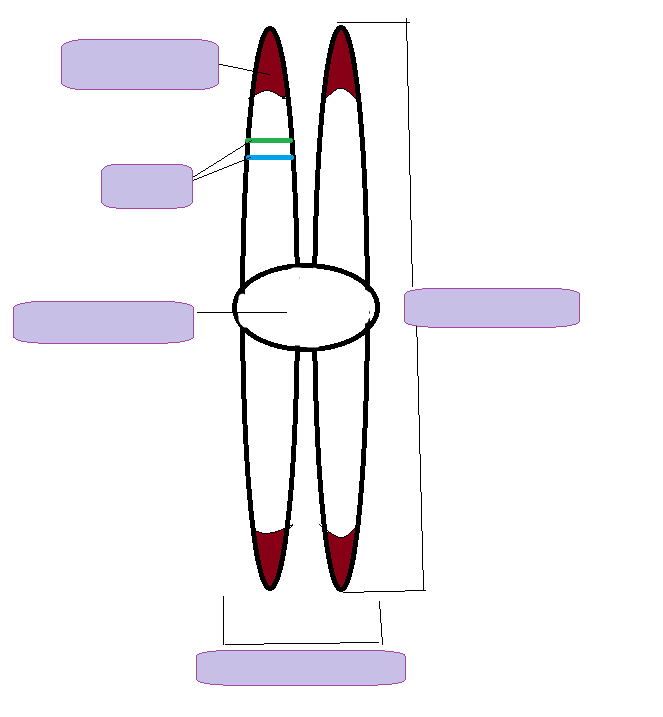 <p>label the parts of a chromosome</p>