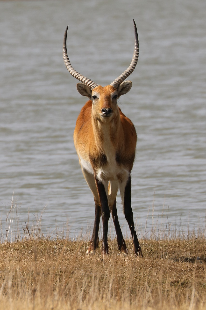 <p>Chobe NP, Bagani, Okavango Delta</p>