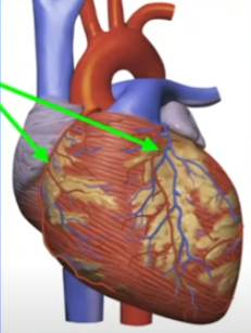 <ul><li><p>branch out of aorta and spread out onto heart</p></li><li><p>provide oxygen to muscle cells of heart = respiration for contraction energy</p></li></ul>