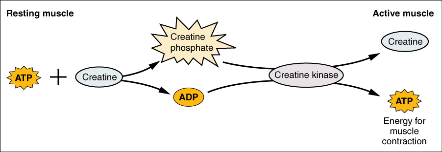 <p><strong>MUSCLE AT REST</strong></p><p>If there’s excess ATP; what does it do during phosphocreatine?</p>