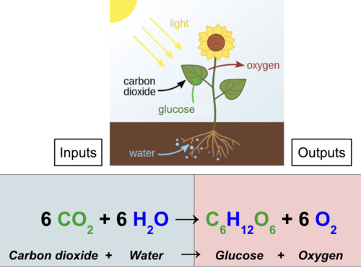 <p>the process by which green plants and certain other organisms transform light energy into chemical energy.</p>