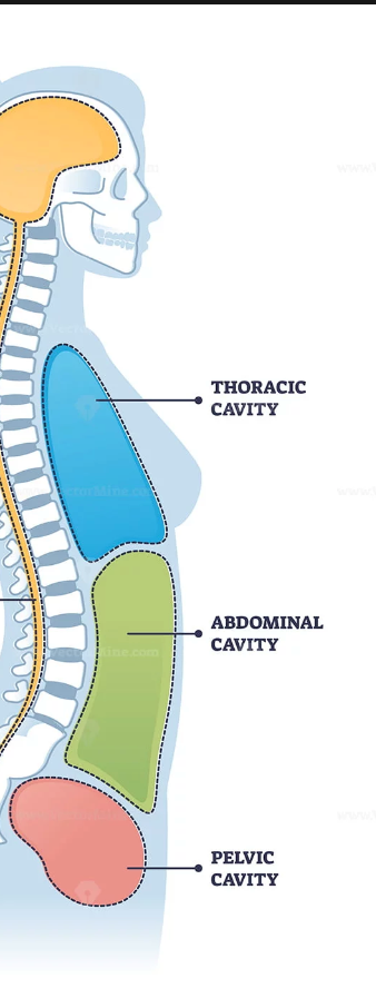 Surrounds and protects the heart and lungs. 
