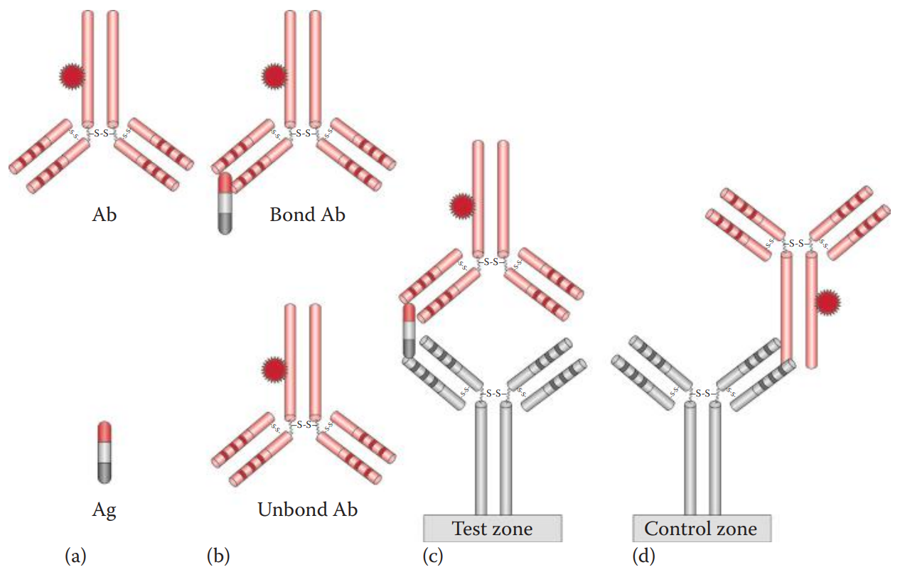 Immunochromatographic assay. (a) Sample containing Ag (antigen) is loaded in a sample well. (b) Ag binds to a labeled Ab (antibody) to form a labeled Ab–Ag complex. (c) At the test zone, the labeled Ab–Ag complex binds to an immobilized Ab to form a labeled Ab–Ag–Ab sandwich. (d) At the control zone, a labeled Ab binds to an immobilized antiglobulin and is captured at the control zone.