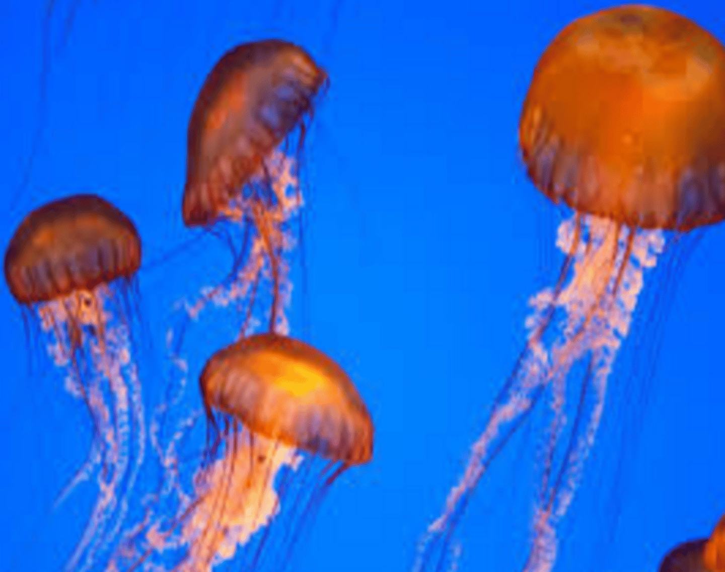 <p>Many people are surprised when they learn that I belong to the Kingdom Animalia. I have drifted along on ocean currents for millions of years, even before dinosaurs lived on the Earth. I like to dine on fish, shrimp, crabs and tiny plants. I have tiny stinging cells in my tentacles to stun or paralyze my prey before I eat them. I eat and discard waste from a small opening of my bell-shaped body.</p>