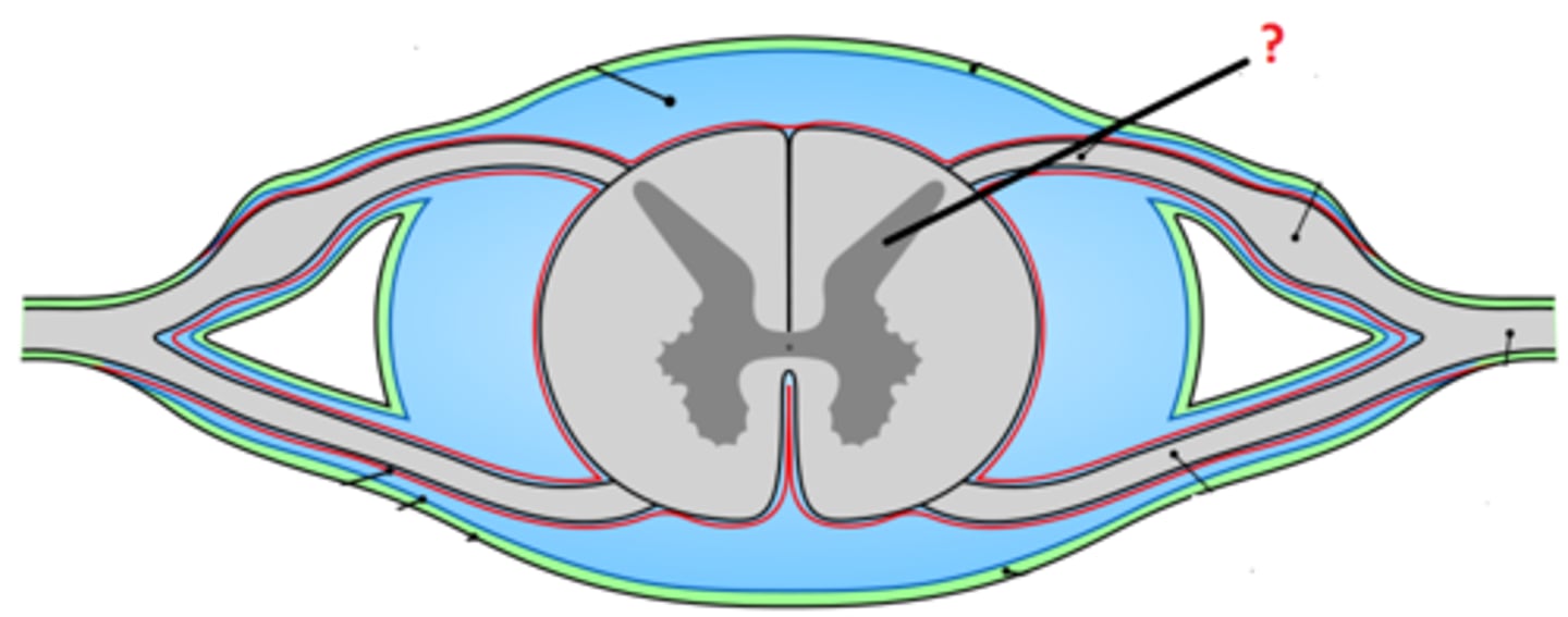 <p>- darker internal portion of the spinal cord</p><p>- consists of neuron cell bodies, unmyelinated nerve cell processes, supporting cells, interneurons</p>