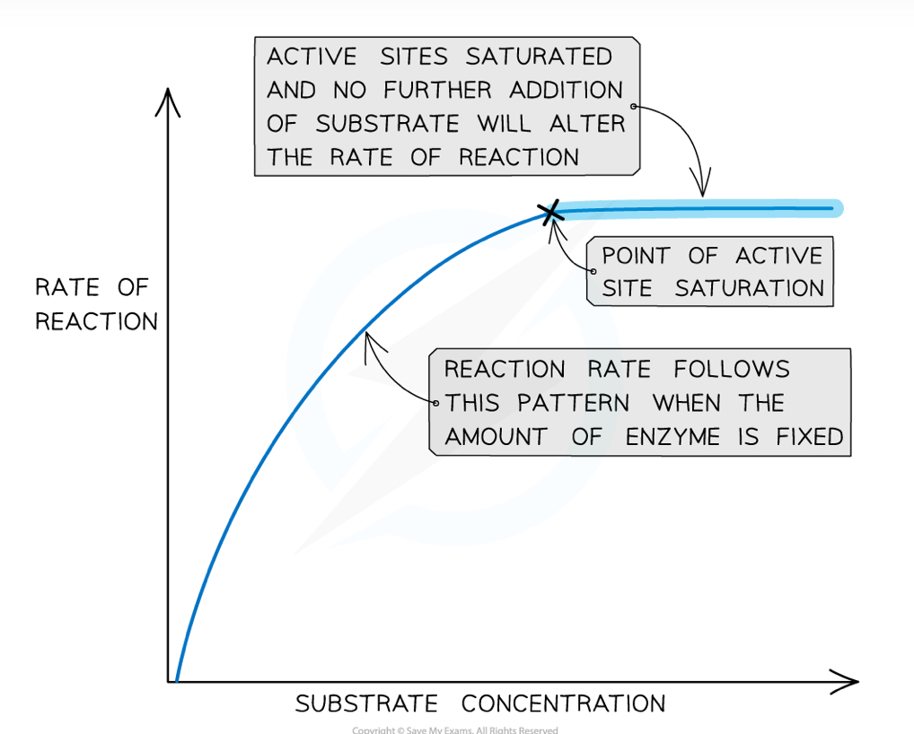 <ul><li><p><strong>As enzyme or substrate concentration increases, rate of reaction increases</strong></p></li><li><p>This is because there are more active sites available to form enzyme-substrate complexes in a given volume. so there is a higher collision rate </p></li><li><p>This continues up until the <strong>point of saturation</strong>, where the enzyme and substrate concentrations are the same and so all the <strong>active sites are filled</strong></p></li><li><p>This point is the <strong>V<sub>max</sub></strong><sub> </sub>, where the rate of reaction is at its maximum possible - all active sites are occupied no more enzyme substrate complexes are formed </p></li></ul><p></p>