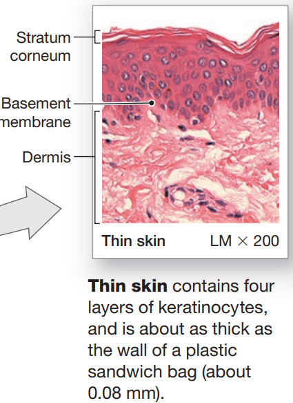 <ul><li><p>Stratum Corneum</p></li><li><p>Stratum Granulosom</p></li><li><p>Stratum Spinosum</p></li><li><p>Stratum Basale</p></li></ul><p></p>