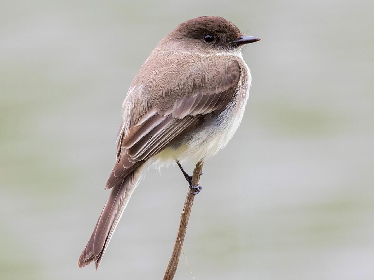 <p>Plump brownish flycatcher with tail-wagging habit; darkest head; raspy “fee-bee” song.</p>