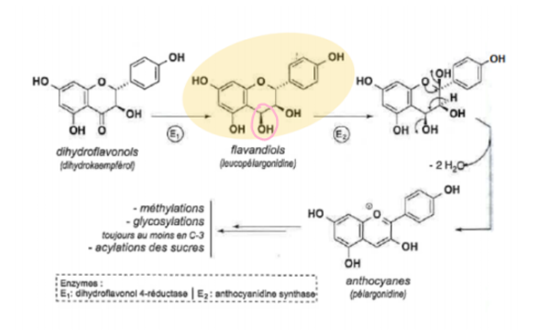 <p>Molécula inicial: di-hidroxiflavonol- sofre redução pela di-hidroflavonol 4-redutase originando um flavonoide- ciclização e antocianidina sintetase- antocianidina- perda de mol de água- composto antociânico.</p><p>Metilações, glicosilações, e acilações de açucares. Também podem sofrer acilações com ácidos fenilpropanoicos e ácidos alifáticos dicarboxilicos </p>