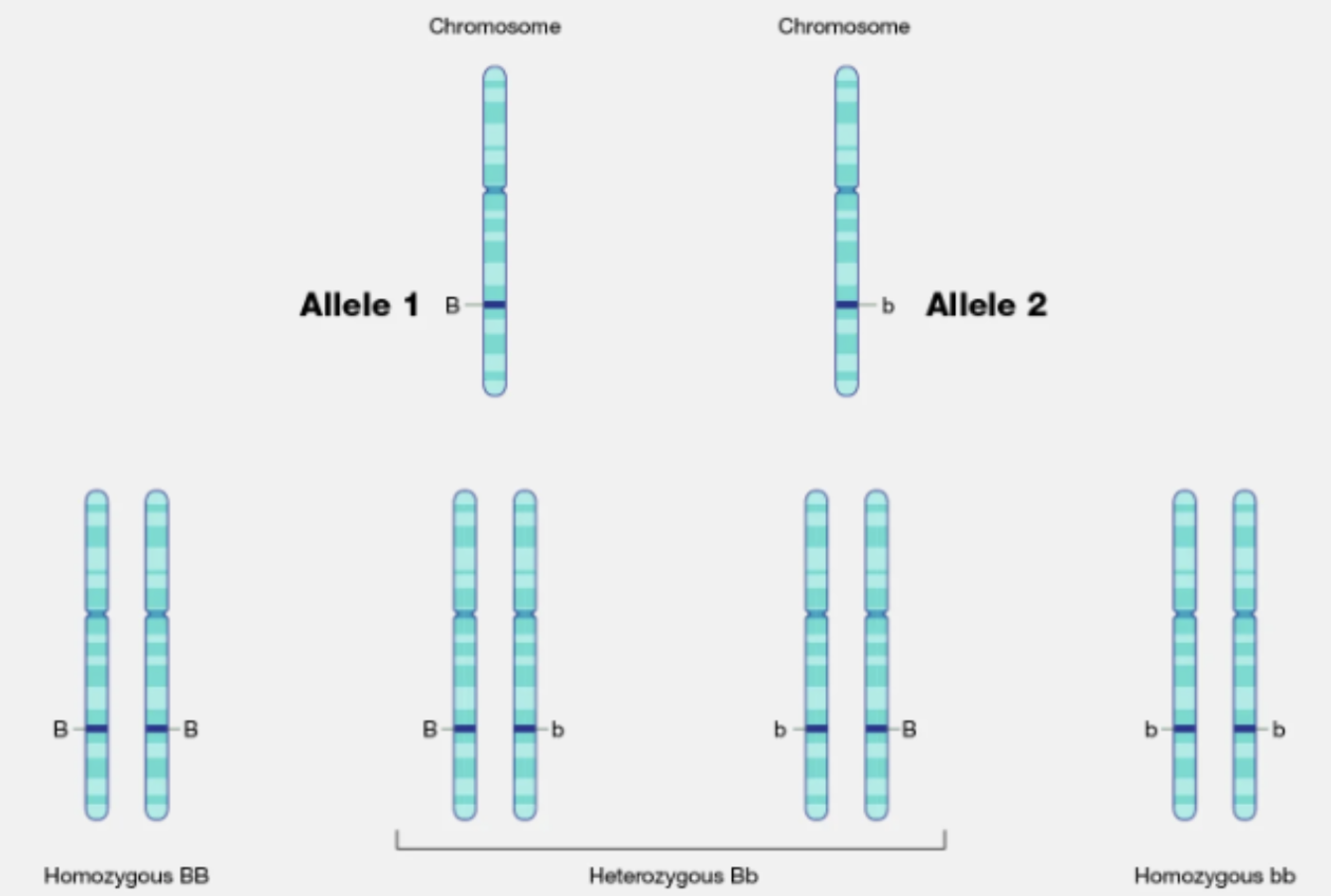 <p><span style="color: yellow"><strong>Homologous Chromosomes: </strong></span></p><ul><li><p><span>Pairs of chromosomes (one from each parent) that are similar in </span><strong>size</strong><span>, </span><strong>shape</strong><span>, and </span><strong>gene content</strong></p></li><li><p><span>Carry the </span><strong>same genes</strong><span> at the same locations (loci), but may carry different versions (alleles) of those genes.</span></p></li></ul><p><span style="color: yellow"><strong>Autosomes: </strong></span></p><ul><li><p><span>The </span><strong>first 22 pairs</strong><span> of chromosomes in humans that </span><strong>do not determine sex</strong></p></li><li><p><span>They carry genes for various traits unrelated to sex determination</span></p></li></ul><p><span style="color: yellow"><strong>Sex chromosomes </strong></span></p><ul><li><p>The <strong>23rd pair</strong> of chromosomes that <strong>determine biological sex</strong>. In humans:</p><ul><li><p class=""><strong>XX</strong> = typically female</p></li><li><p class=""><strong>XY</strong> = typically male</p></li></ul></li></ul><p><span style="color: yellow"><strong>Allele </strong></span></p><ul><li><p><span>Genes that occur at the same LOCUS (location) on homologous chromosomes </span></p></li><li><p><span>Ex:  gene for eye color may have a brown allele and a blue allele.</span></p></li></ul><p><span style="color: yellow"><strong>→ Homozygous </strong></span></p><ul><li><p>Alleles are the same for SINGLE trait </p></li><li><p>DNA sequence is the SAME for both homologous chromosomes </p></li><li><p><strong>two identical alleles</strong><span> for a specific gene (e.g., </span><strong>AA</strong><span> or </span><strong>aa</strong><span>).</span></p></li></ul><p><span style="color: yellow"><strong>→ Heterozygous </strong></span></p><ul><li><p>Alleles are DIFFERENT for single trait </p></li><li><p>DNA sequence is DIFFERENT on one homologous chromosome than other </p></li><li><p><strong>two different alleles</strong><span> for a specific gene (e.g., </span><strong>Aa</strong><span>).</span></p></li></ul><p><span style="color: yellow"><strong>Dominant </strong></span></p><ul><li><p><span>An allele that </span><strong>masks the effect</strong><span> of a recessive allele. It is expressed in the phenotype even if only </span><strong>one copy</strong><span> is present (e.g., </span><strong>A</strong><span> in </span><strong>Aa</strong><span>).</span></p></li></ul><p><span style="color: yellow"><strong>Recessive </strong></span></p><ul><li><p><span>An allele that is </span><strong>only expressed</strong><span> in the phenotype when </span><strong>two copies</strong><span> are present (e.g., </span><strong>aa</strong><span>). It is </span><strong>masked</strong><span> by a dominant allele.</span></p></li></ul><p></p>