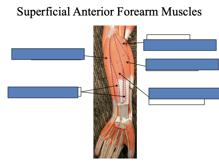 <p>Superficial Anterior Forearm Muscles</p>