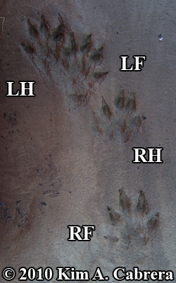 <p>Mustelid Track Pattern</p>