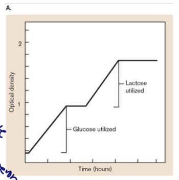 <ul><li><p><span>an operon enabling the catabolism of one nutrient is repressed by the presence of a more favorable nutrient.</span></p></li><li><p><span>glucose and lactose</span></p></li><li><p><span>diauxic growth (pic)</span></p></li></ul>