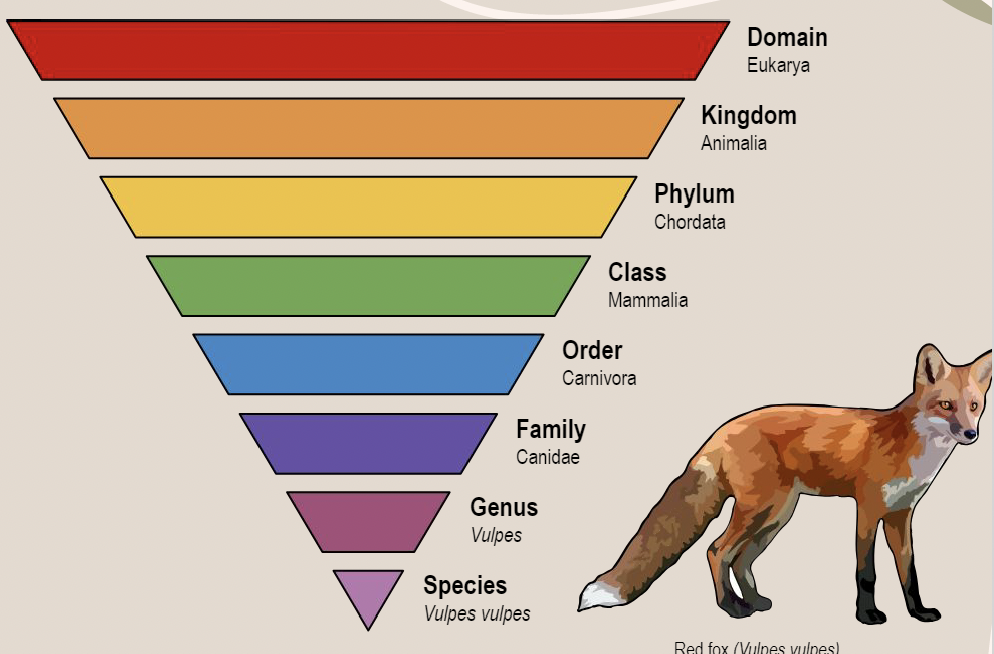 <p>Science of describing, classifying and naming living things.</p>