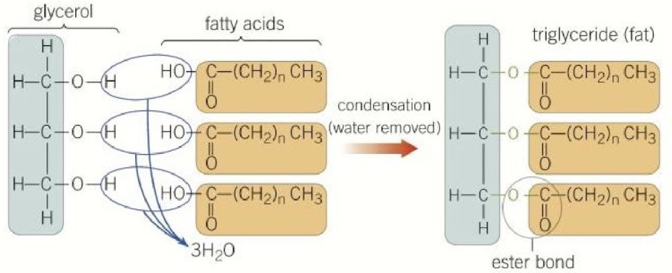 <ul><li><p>Triglycerides are lipids made up of a <strong>glycerol</strong> backbone bonded with <strong>three fatty acid chains</strong></p></li><li><p>The three hydroxyl groups on glycerol and the carboxyl group on each fatty acid go through a condensation reaction to create <strong>ester</strong> bonds (process of esterification)</p></li></ul>