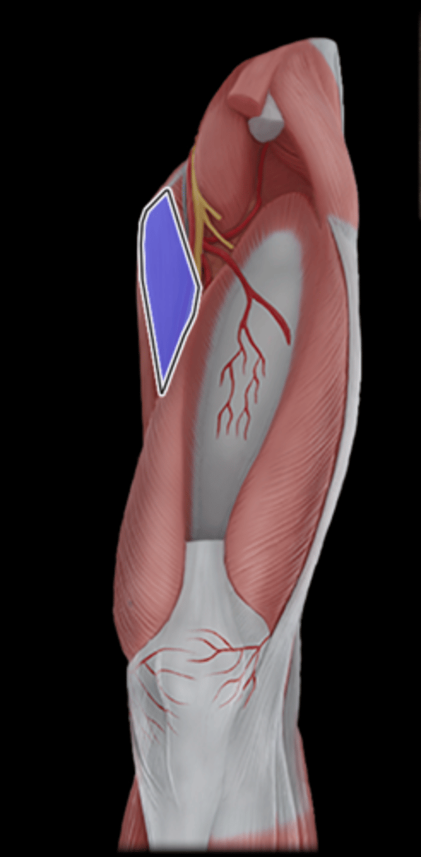 <p>What Muscle Is Highlighted?</p>