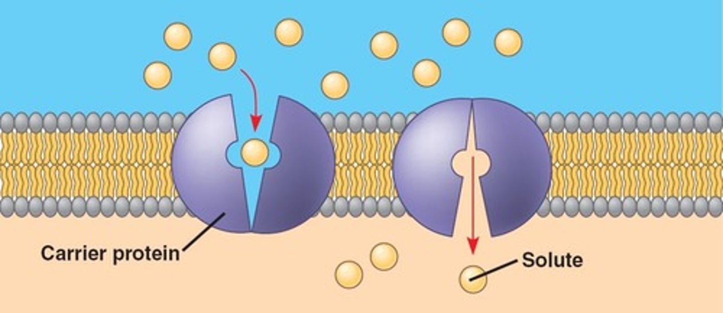 <p>The carrier protein has a specific site that the solute molecules bind to. This triggers a conformational change and transfers the molecules to the other side of the membrane</p>