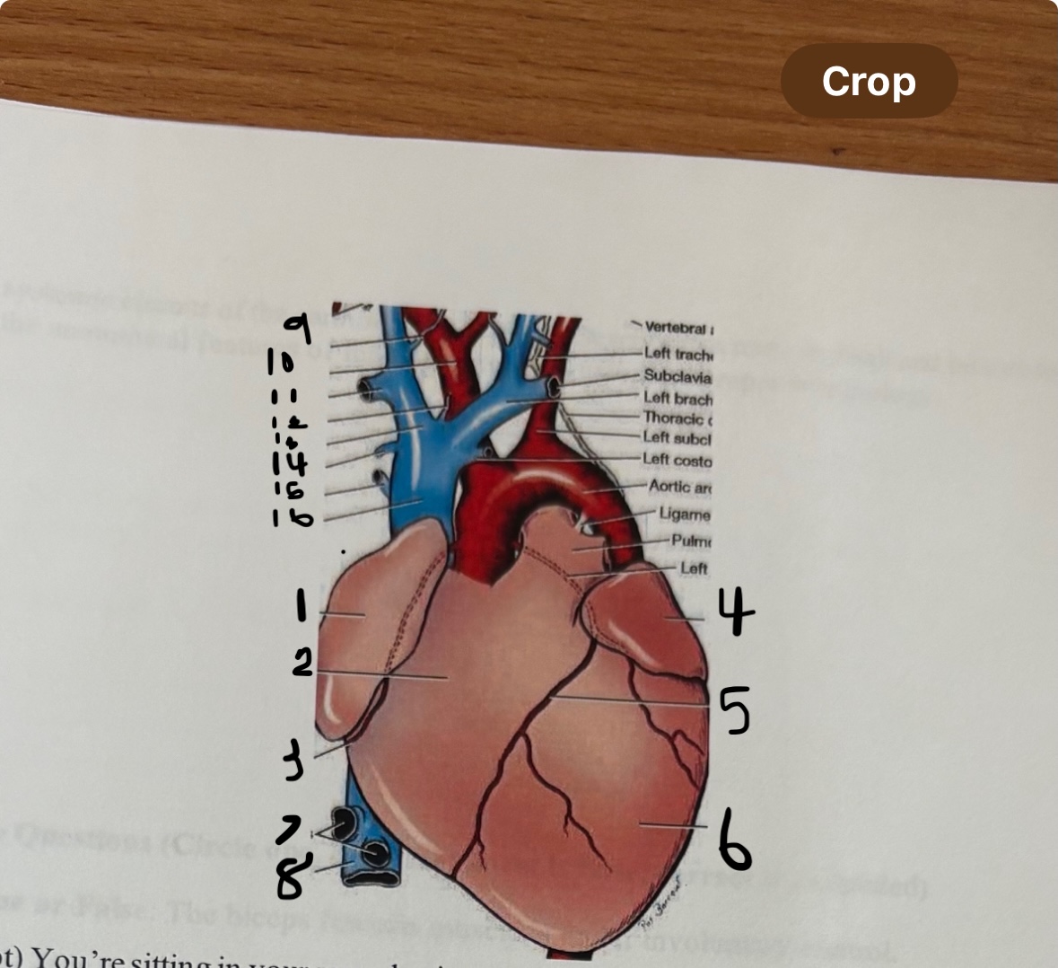 <p>Label 1-8 of the heart and say what the function is. What view of the heart is this?</p><p></p><p>RV, LV, RA, LA, aorta/Aortic Arch, Apex, Superior Vena Cava, Pulmonary Arteries, Femoral Arteries, Femoral Veins</p>