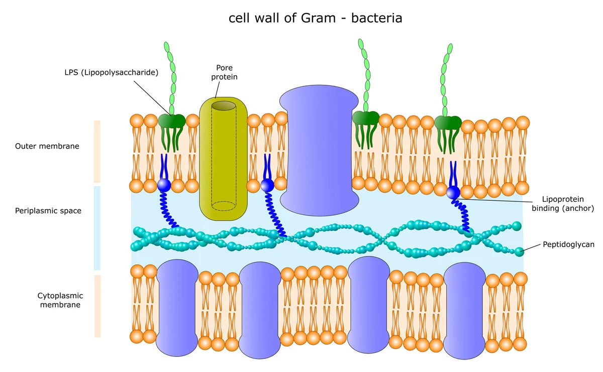 <ul><li><p>Cell wall has multiple layers, including a thin layer of peptidoglycan</p></li><li><p>Outside payer is called the outer membrane, which is made of a lipid bilayer whose outside is composed of lipopolysaccharides called <strong>endotoxins</strong></p></li><li><p>The outer membrane serves as a barrier to the passage of most molecules and contains specialized proteins called porins which allow certain molecules to pass through the membrane</p></li><li><p>The region between the plasma membrane & the outer membrane is called the periplasm & is filled with a gel-like fluid & proteins involved in a variety of cellular activities.</p></li></ul><p></p>