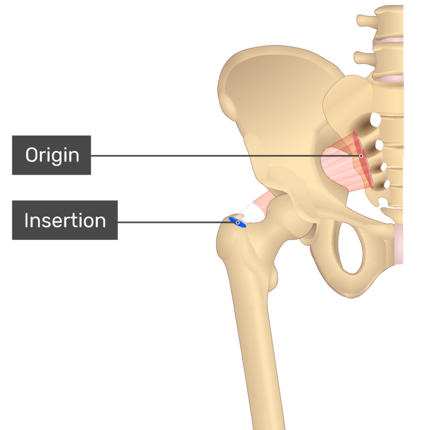 <p>Originating from the lateral surface of the sacrum</p>
