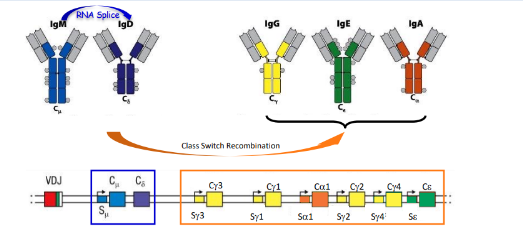 <p>-two mechanisms for expression of alternate isotypes:</p><p>-IgM to IgD via differential <strong>RNA splicing</strong></p><p>-IgM to IgG, IgA, or IgE by <strong>DNA rearrangement</strong></p><p>-membrane to secreted Ig via differential RNA splicing</p>