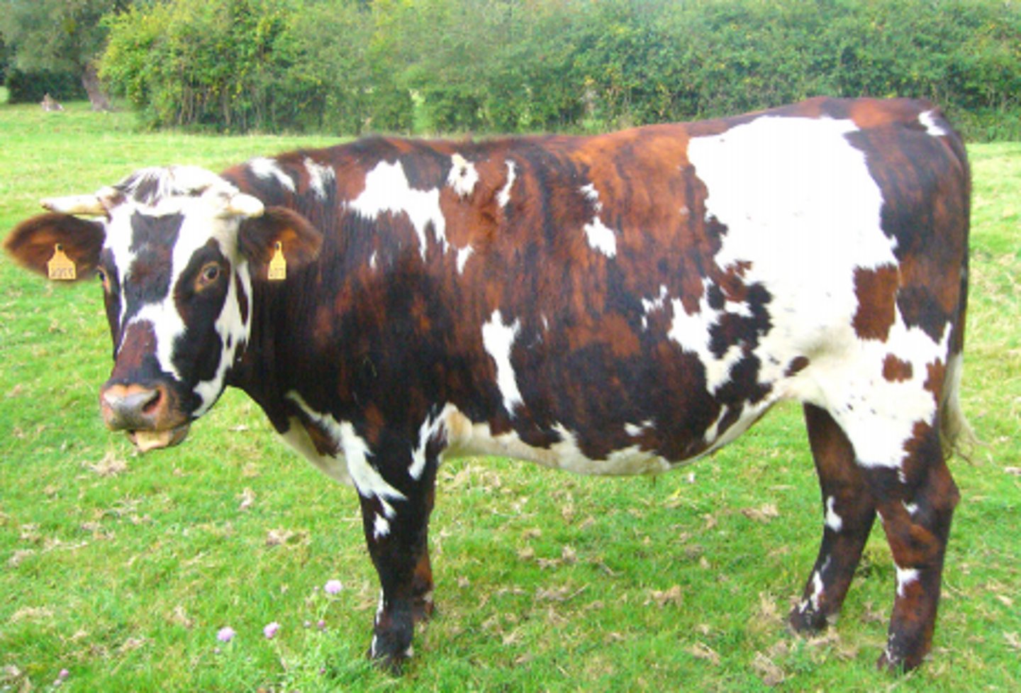 <p>red/brown and white, tigerstriped brown color, meat and milk, camembert cheese, semi-intensive to extensive</p>