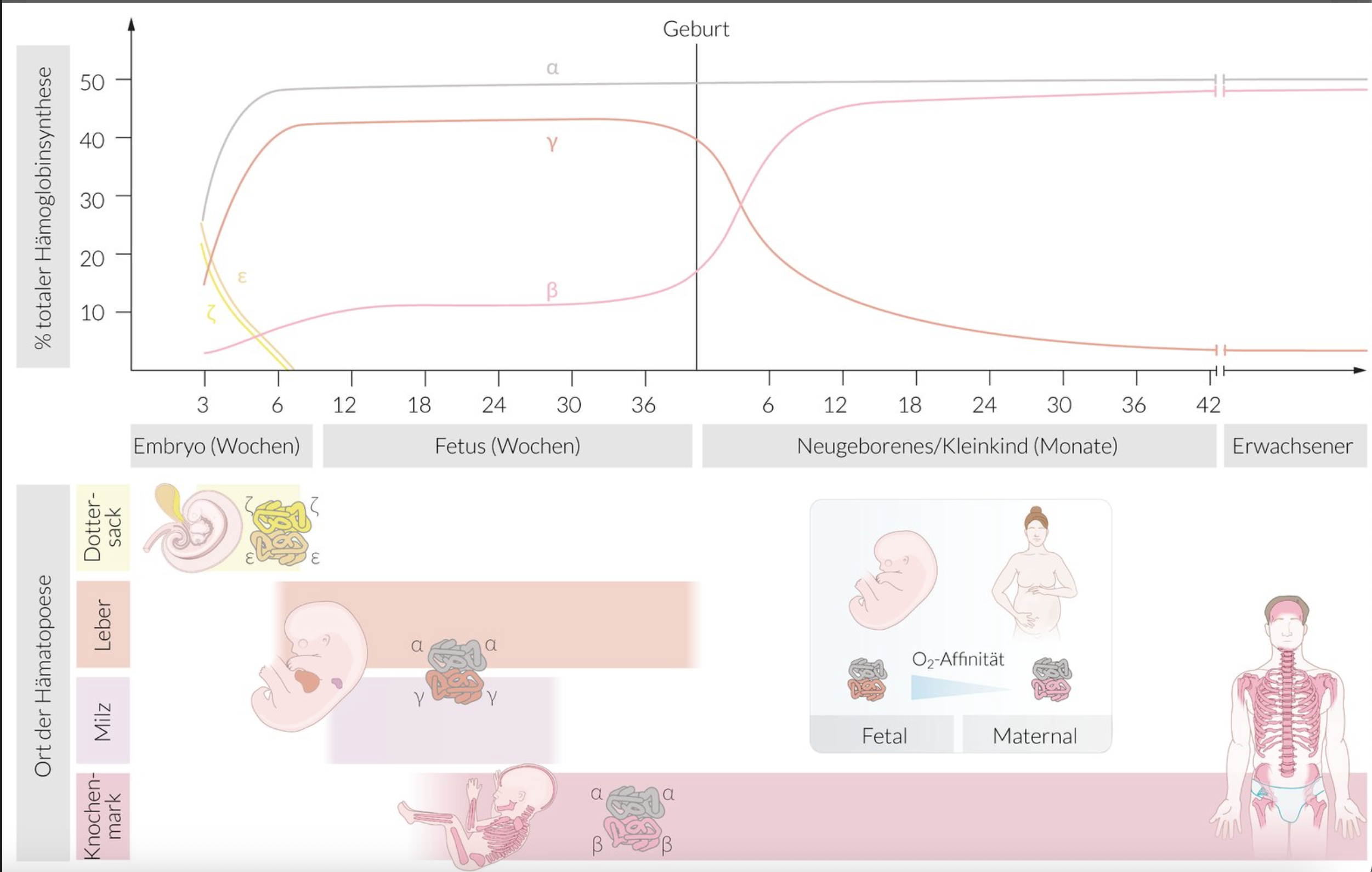 <p>D. Wall of the yolk sac</p>