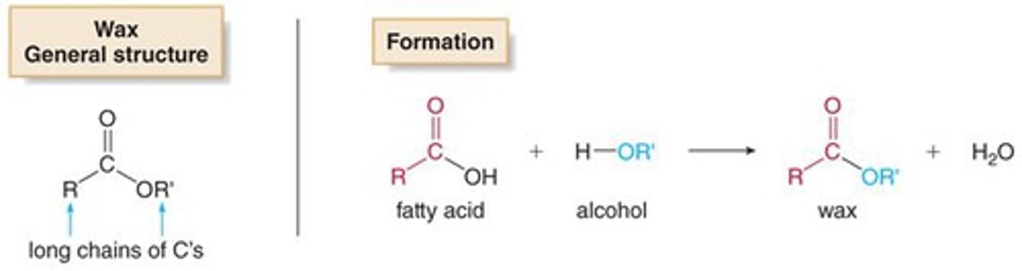 <p>(B) Alcohol and a Carboxylic Acid</p><p>Waxes (esters) are formed via the combination of two molecules, one having an alcohol functional group and the other (typically a fatty acid) having a carboxylic acid functional group.</p>