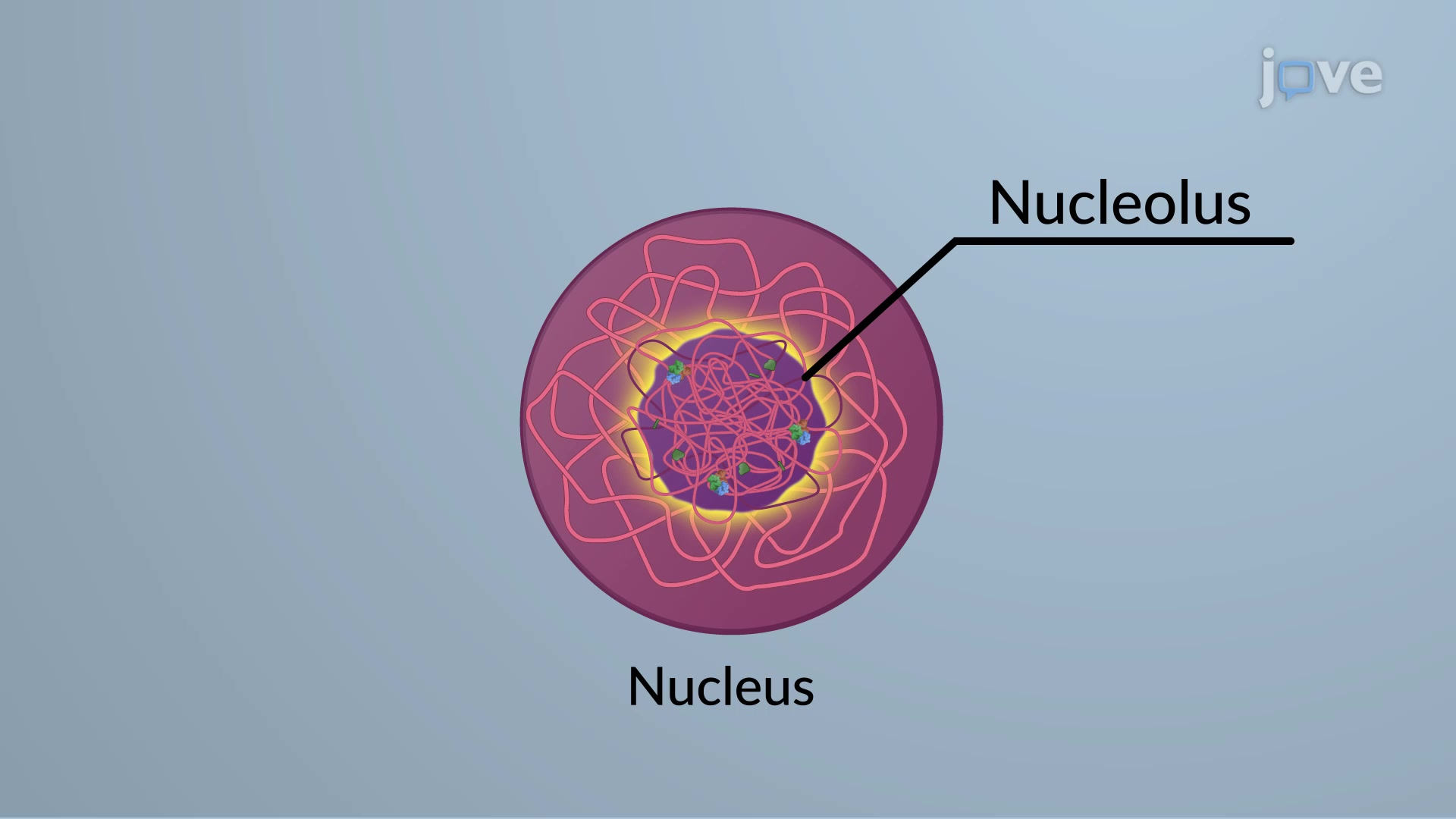 <p>Nucleus and Nucleolus </p>