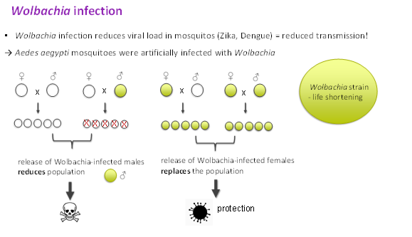 <p>Its a bacteria present in insect cells</p><p>infection can lead to infertility by a process called cytoplasmic incompatability</p><p>but population suppression requires repeated release of wolbachia infected males</p><p>Infection reduces viral load for zika and dengue=&gt; reduces transmission</p>
