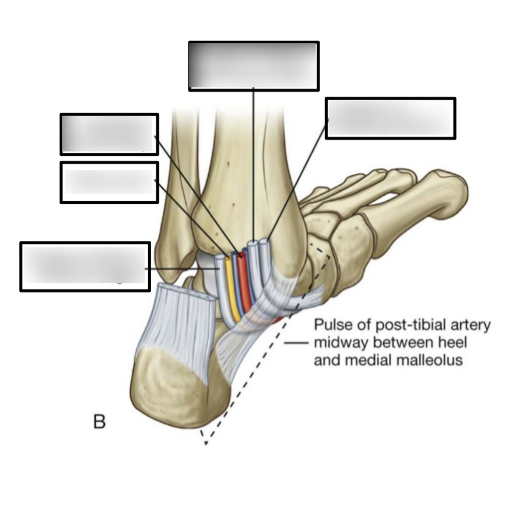 <p>Name from anterior to posterior</p>