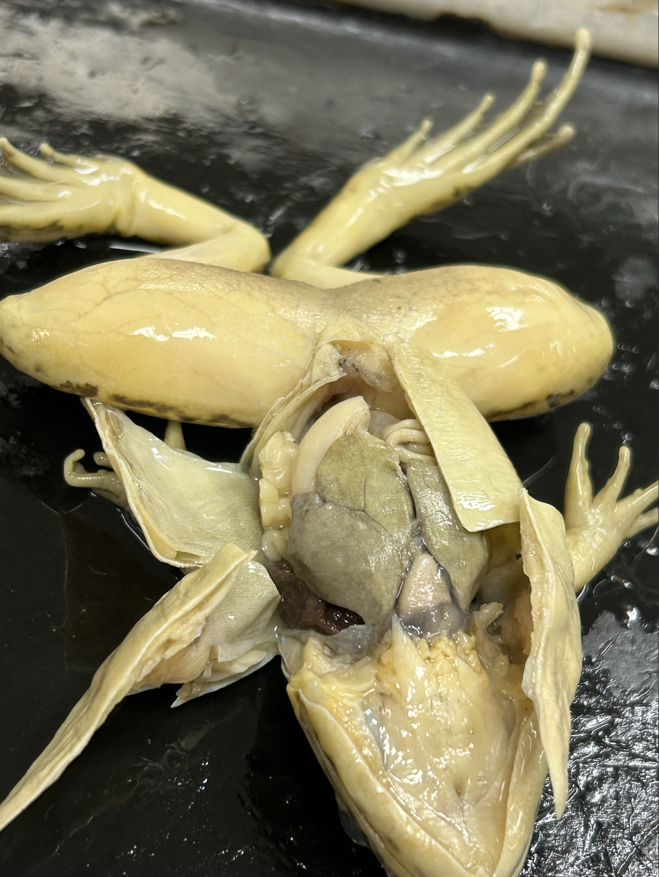 <p>identify the lung</p>