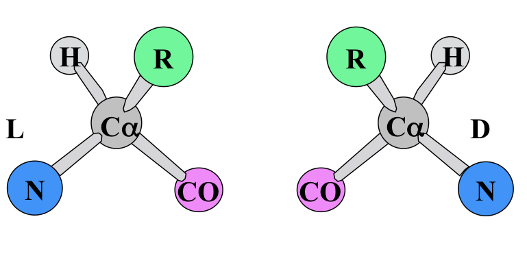 Chirality of naturally-found amino acids. 