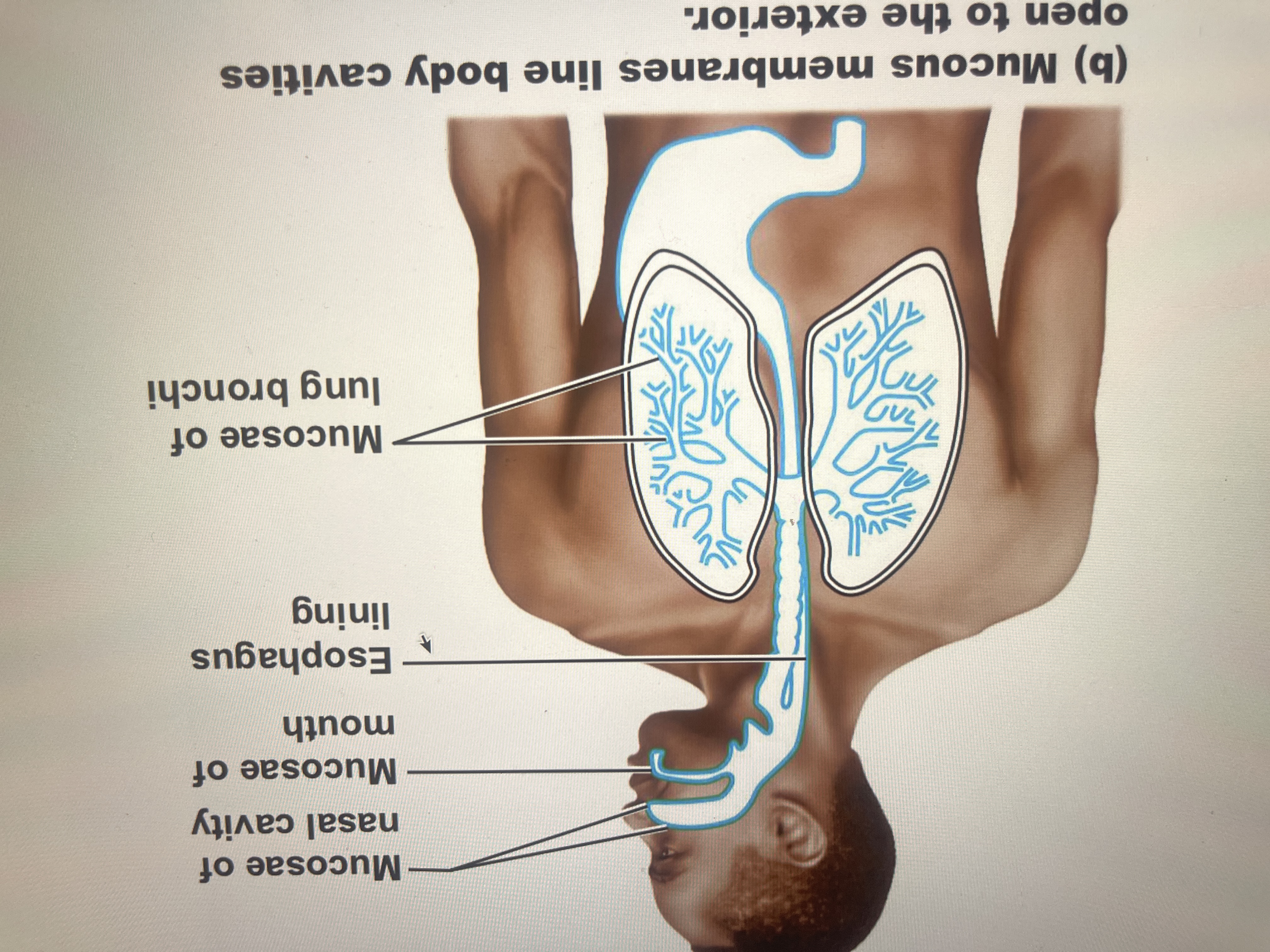 term image