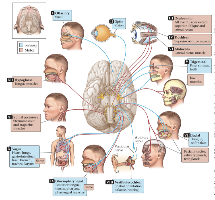 <p>12 pairs of nerves that originate in brain stem or thalamus and reach periphery through opening in the skull</p>