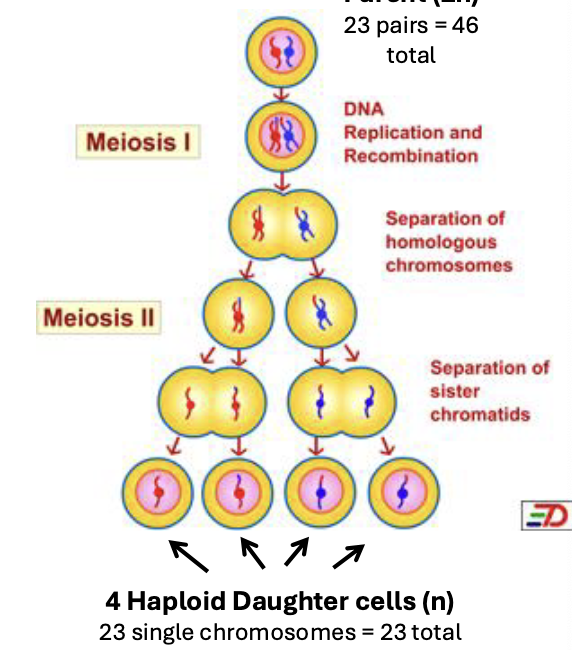 <ul><li><p>included 1 interphase & 2 cycles of division: </p><ul><li><p>interphase</p></li><li><p>meiosis I</p></li><li><p>meiosis II </p></li></ul></li><li><p>genetic recombination occurs:</p><ul><li><p>crossing over (recombination)</p></li><li><p>independent assortment</p></li></ul></li><li><p>mother cell genetically distinct from daughter cells</p></li><li><p>4 daughter cells are created from the 1 mother cell </p></li><li><p>daughter cells are haploid gametes </p><ul><li><p>eggs and sperm </p></li></ul></li></ul><p></p>
