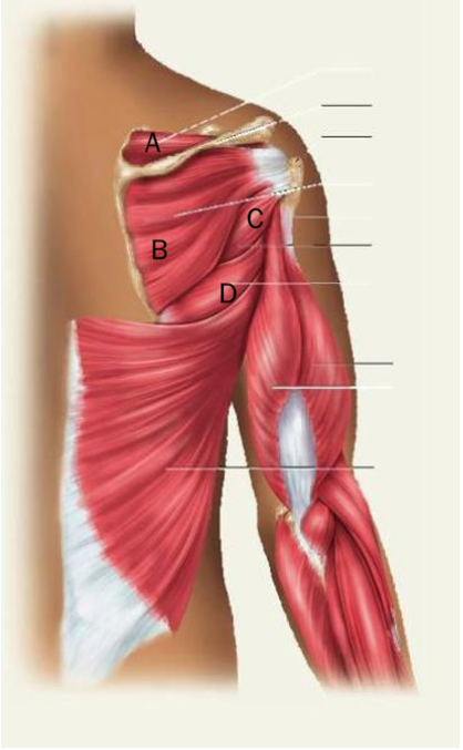 <p>Identify the letter in the figure that indicates the teres minor muscle</p>