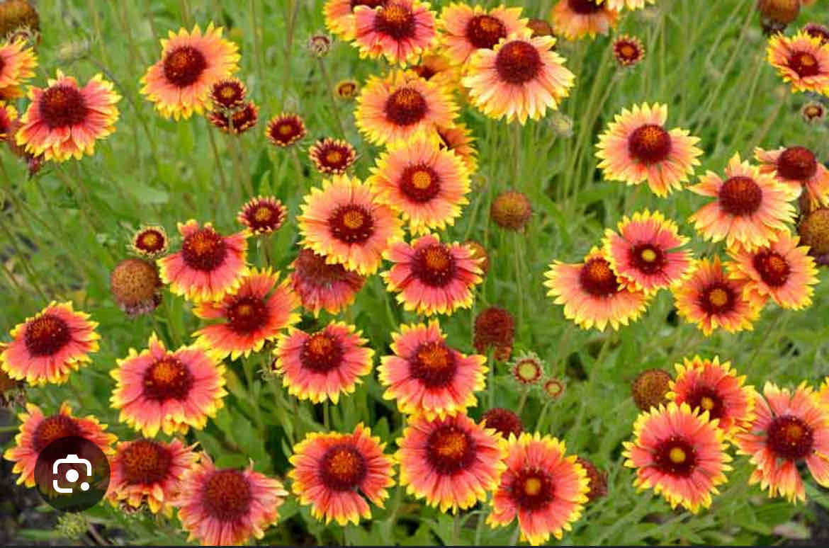 <p>Gaillardia x aristata</p><p>Blanket Flower</p>